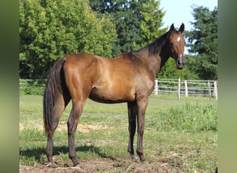 Hanoverian, Mare, 1 year, 16,2 hh, Brown