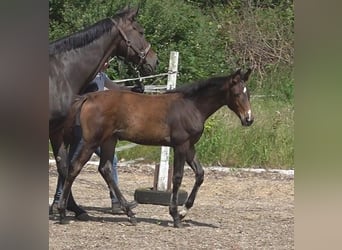 Hanoverian, Mare, 1 year, 16,2 hh, Brown