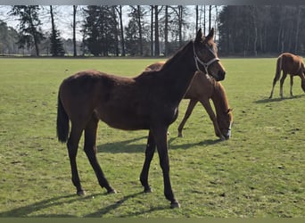 Hanoverian, Mare, 1 year, 16,2 hh, Brown