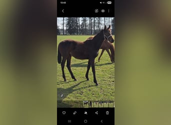 Hanoverian, Mare, 1 year, 16,2 hh, Brown