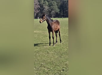 Hanoverian, Mare, 1 year, 16,2 hh, Brown