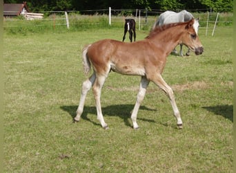 Hanoverian, Mare, 1 year, 16,2 hh, Chestnut-Red