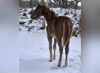 Hanoverian, Mare, 1 year, 16,2 hh, Chestnut-Red