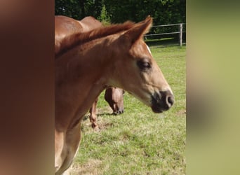 Hanoverian, Mare, 1 year, 16,2 hh, Chestnut-Red