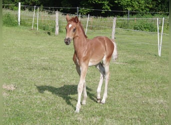 Hanoverian, Mare, 1 year, 16,2 hh, Chestnut-Red