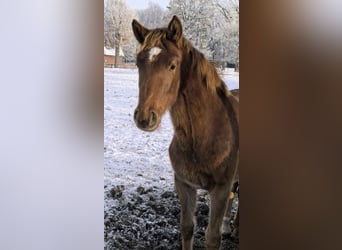 Hanoverian, Mare, 1 year, 16,2 hh, Chestnut-Red