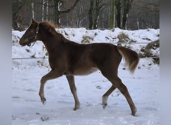 Hanoverian, Mare, 1 year, 16,2 hh, Chestnut-Red