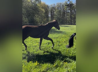 Hanoverian, Mare, 1 year, 16,2 hh, Chestnut-Red