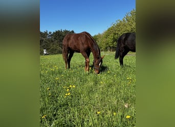 Hanoverian, Mare, 1 year, 16,2 hh, Chestnut-Red