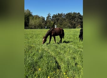 Hanoverian, Mare, 1 year, 16,2 hh, Chestnut-Red