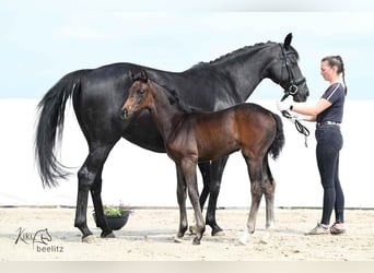 Hanoverian, Mare, 1 year, 16,2 hh, Smoky-Black