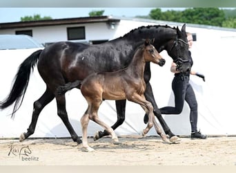 Hanoverian, Mare, 1 year, 16,2 hh, Smoky-Black
