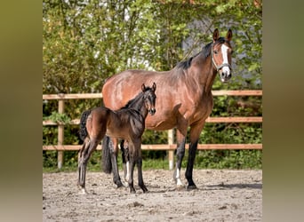 Hanoverian, Mare, 1 year, 16,3 hh, Bay-Dark
