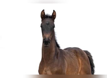 Hanoverian, Mare, 1 year, 16,3 hh, Bay-Dark