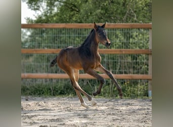 Hanoverian, Mare, 1 year, 16,3 hh, Bay-Dark