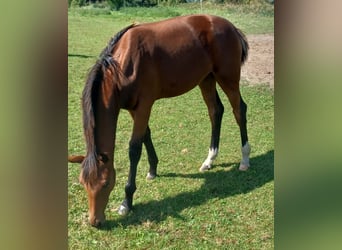Hanoverian, Mare, 1 year, 16,3 hh, Brown