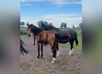 Hanoverian, Mare, 1 year, 16,3 hh, Brown
