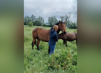 Hanoverian, Mare, 1 year, 16,3 hh, Brown