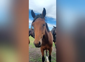 Hanoverian, Mare, 1 year, 16,3 hh, Brown