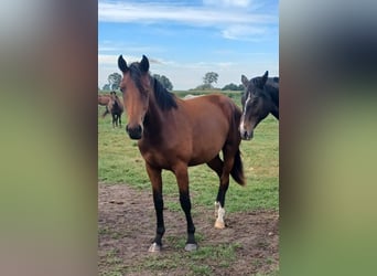 Hanoverian, Mare, 1 year, 16,3 hh, Brown