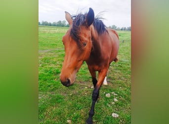 Hanoverian, Mare, 1 year, 16,3 hh, Brown
