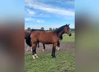 Hanoverian, Mare, 1 year, 16,3 hh, Brown
