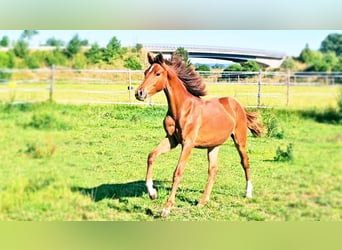 Hanoverian, Mare, 1 year, 16,3 hh, Chestnut-Red