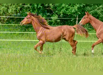 Hanoverian, Mare, 1 year, 16,3 hh, Chestnut-Red