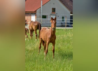Hanoverian, Mare, 1 year, 16,3 hh, Chestnut-Red