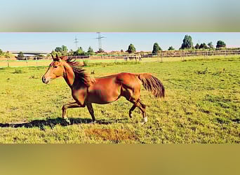 Hanoverian, Mare, 1 year, 16,3 hh, Chestnut-Red