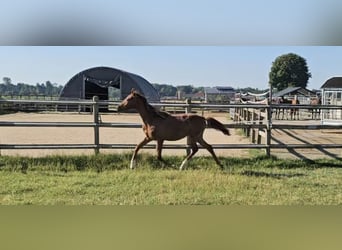 Hanoverian, Mare, 1 year, 16,3 hh, Chestnut-Red