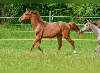 Hanoverian, Mare, 1 year, 16,3 hh, Chestnut-Red