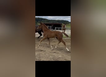 Hanoverian, Mare, 1 year, 17 hh, Chestnut-Red