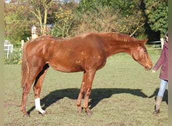 Hanoverian, Mare, 1 year, 17 hh, Chestnut-Red