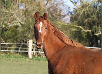Hanoverian, Mare, 1 year, 17 hh, Chestnut-Red