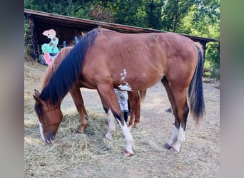 Hanoverian, Mare, 1 year, 17 hh, Pinto