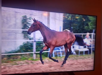 Hanoverian, Mare, 1 year, Bay-Dark