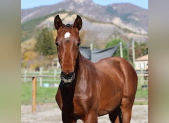 Hanoverian, Mare, 1 year, Bay-Dark