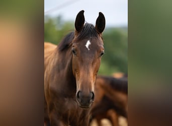 Hanoverian, Mare, 1 year, Bay-Dark