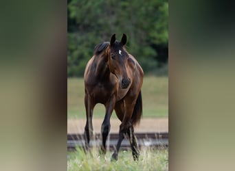 Hanoverian, Mare, 1 year, Bay-Dark