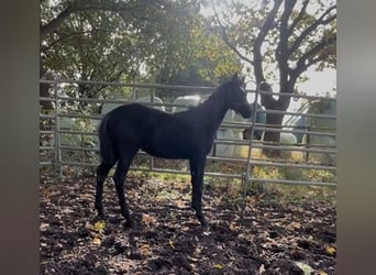 Hanoverian, Mare, 1 year, Black