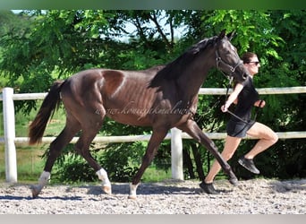 Hanoverian, Mare, 1 year, Black