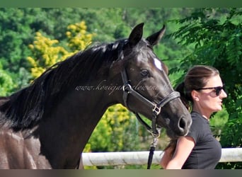 Hanoverian, Mare, 1 year, Black