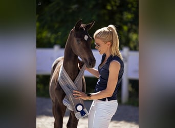 Hanoverian, Mare, 1 year, Black