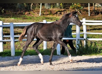 Hanoverian, Mare, 1 year, Black