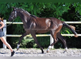Hanoverian, Mare, 1 year, Black