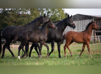 Hanoverian, Mare, 1 year, Black