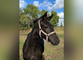 Hanoverian, Mare, 1 year, Black