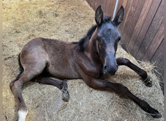 Hanoverian, Mare, 1 year, Black