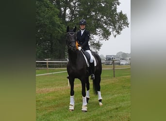 Hanoverian, Mare, 1 year, Black